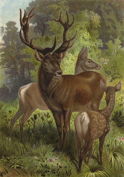 Red Deer by European School